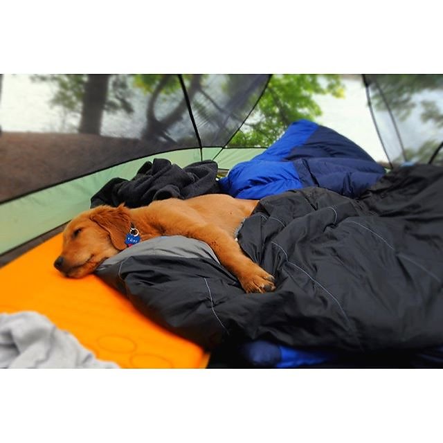 Back to bed please? Oliver the pup. #campingwithdogs #pnwlife #pnwgoldens #seattle #rei1440project #marmot #sierradesigns #pnwcast #backcountrypaws