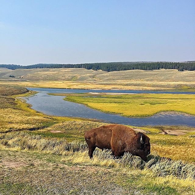 Big fella. #yellowstone #nps #bison #roadtrip
